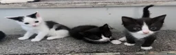 Mixed Breed cats for sale: 3 beautiful kittens  - Advert 22