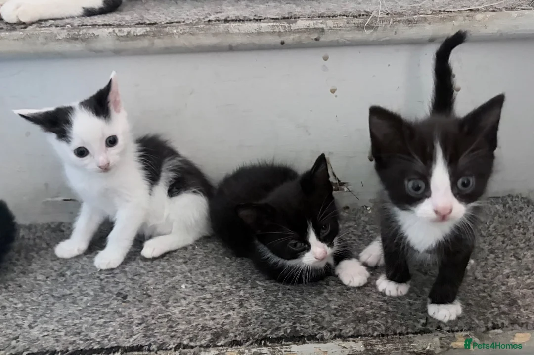 Mixed Breed cats for sale: 3 beautiful kittens  - Advert 22