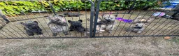 Cairn Terrier dogs for sale: Sweetest Little KC Reg Cairn Terrier Puppies.  - Advert 30