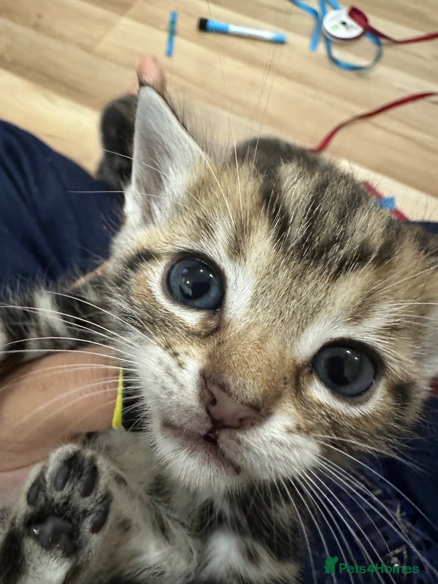 British Shorthair cats British shorthair female  - Advert 2