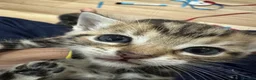 British Shorthair cats for sale: British shorthair female  - Advert 1