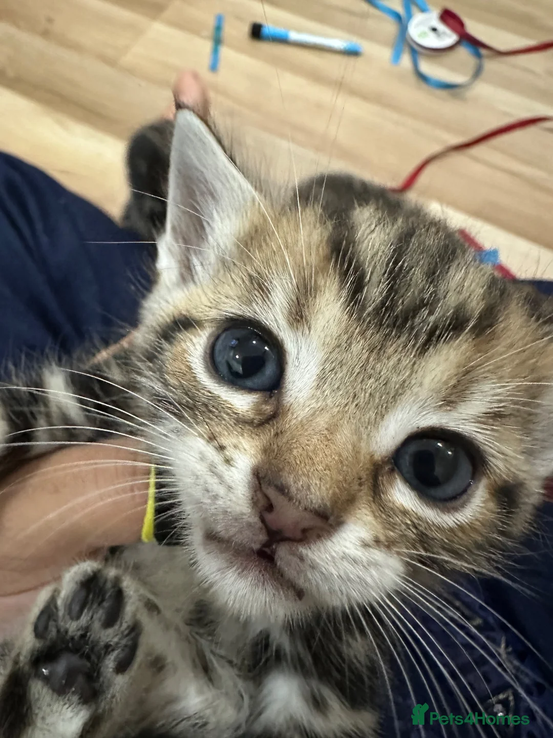 British Shorthair cats for sale: British shorthair female  - Advert 1