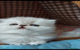 Persian cats for sale: Italian Persian chinchilla kittens♥️🐾 - Image 9