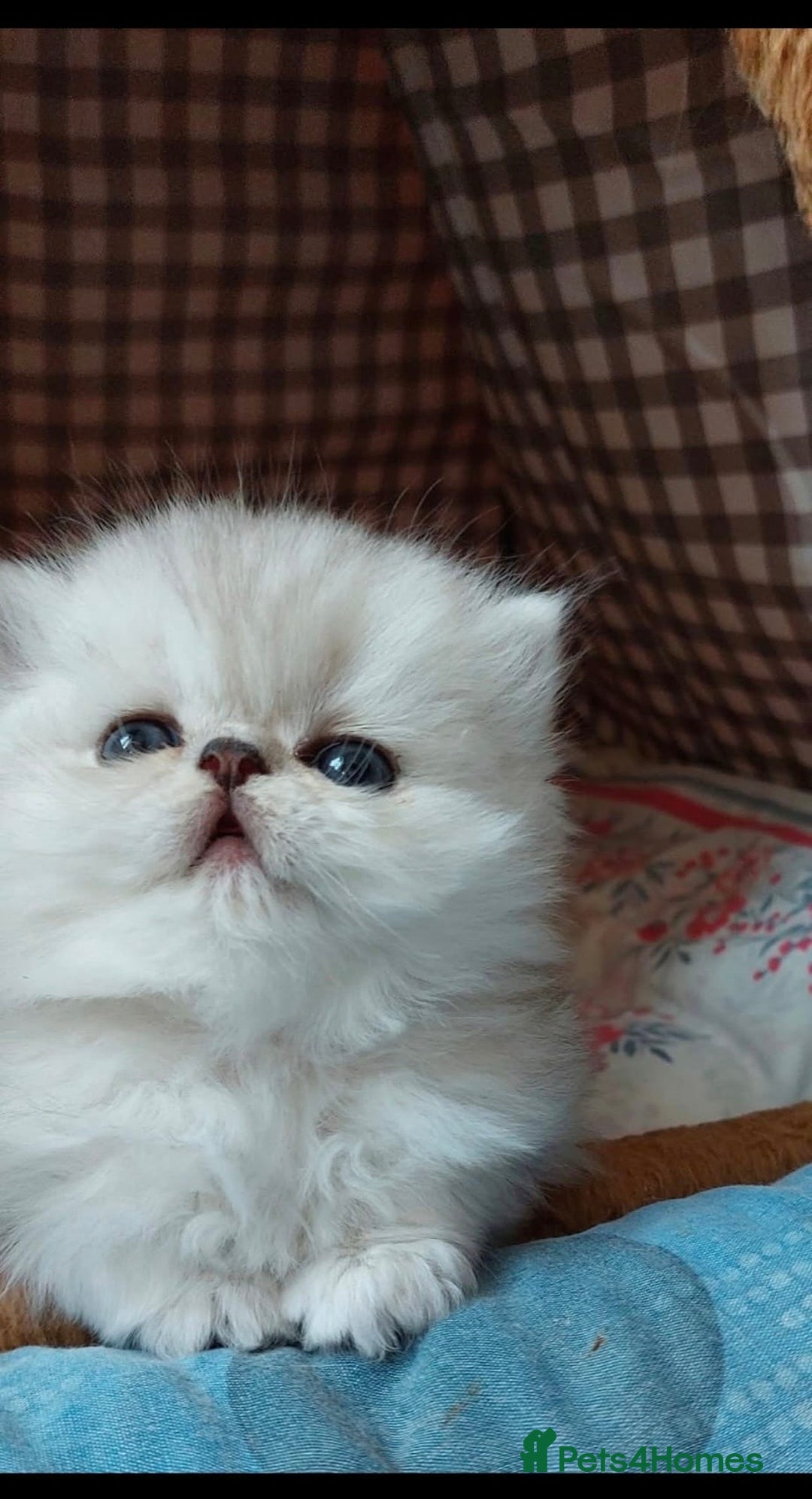 Persian cats for sale: Italian Persian chinchilla kittens♥️🐾 - Image 9