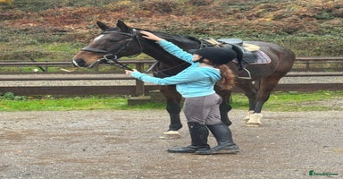 English Thoroughbred horses 16'1 ROR Eligible Sweetheart  - Advert 10