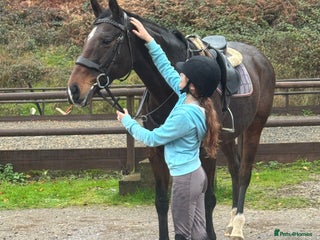 English Thoroughbred horses - Advert 2