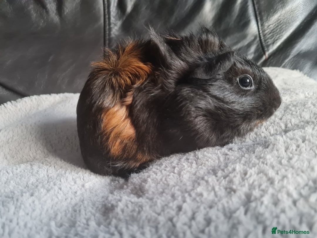 Guinea Pig rodents for sale: Baby guinea pigs for sale - Image 4
