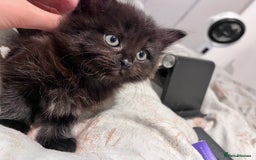 Mixed Breed cats for sale: 4 female kittens for sale - Image 13