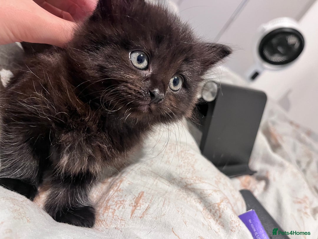 Mixed Breed cats for sale: 4 female kittens for sale - Image 13