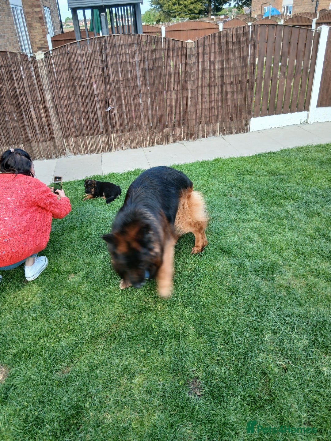 German Shepherd dogs for sale: German shepherd bicth - Image 3