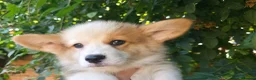Welsh Corgi Pembroke dogs for sale: Corgi Puppies for Loving Homes – 1 Male, 1 Females - Advert 20