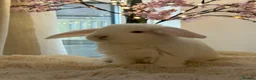 French Lop rabbits for sale: The happy hoppers French lop babies - Advert 13