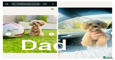 Maltipoo dogs - Advert 11