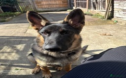 Mixed Breed dogs for sale: 6 month old German Shepherd Cross - Image 3