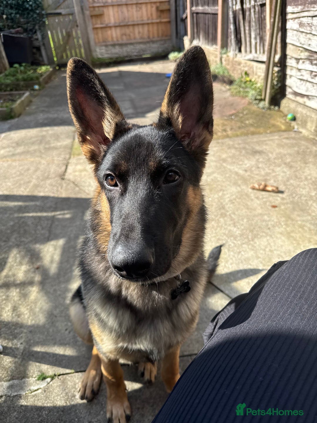 Mixed Breed dogs for sale: 6 month old German Shepherd Cross - Image 3