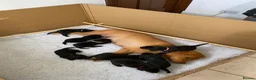 Labrador Retriever dogs for sale: Small Working Black Labrador Puppy - Health Tested - Advert 4