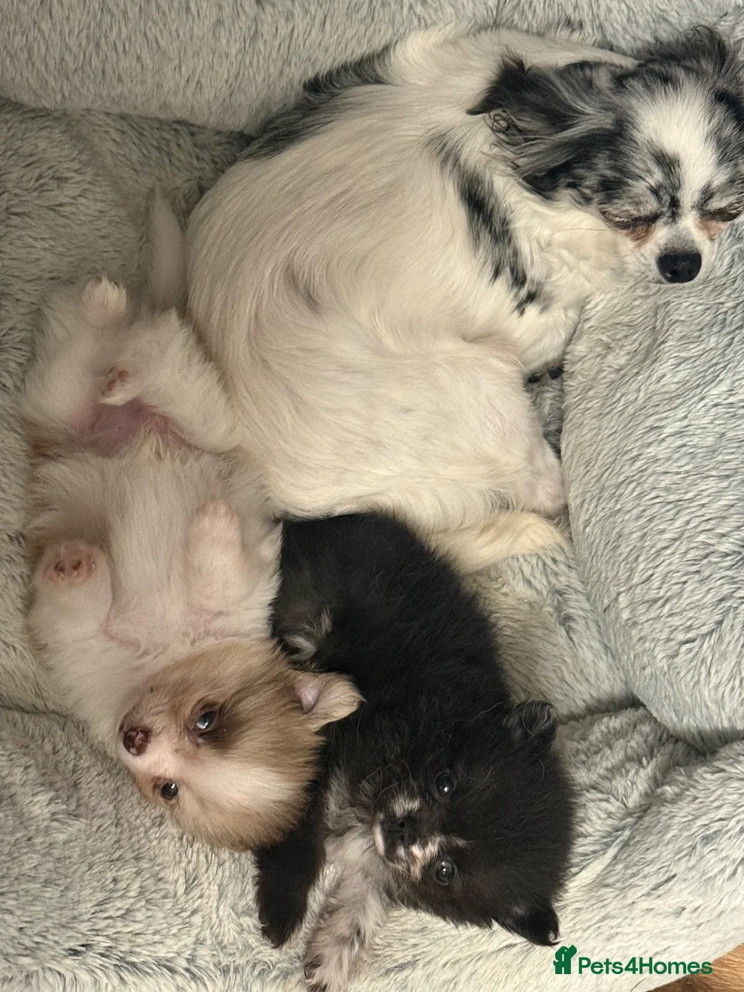 Pomchi dogs for sale: Pomeranian x chihuahua. Pomchi girl and boy left - Advert 2