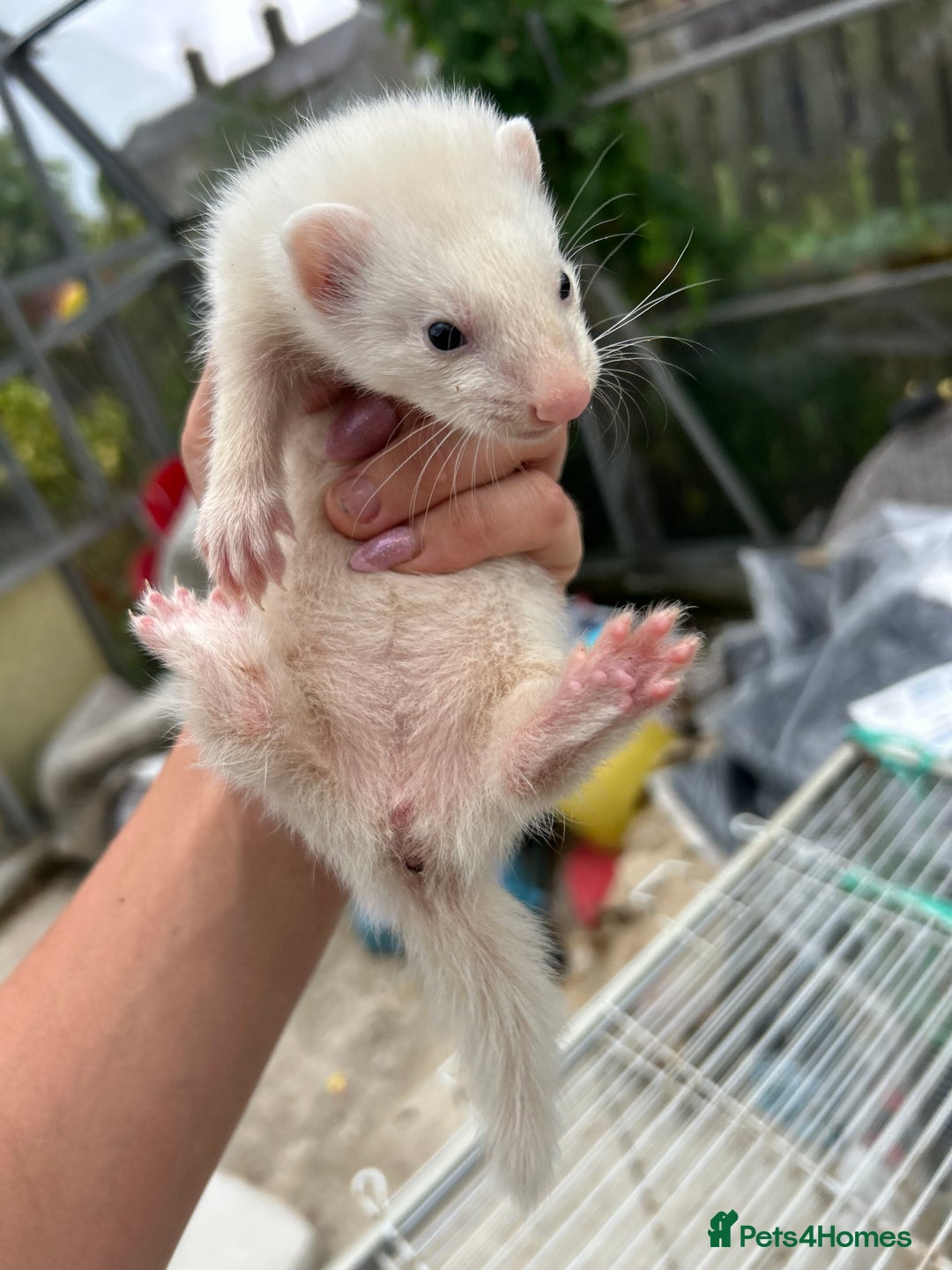 Ferret rodents for sale: Baby ferrets for sale  - Image 2