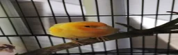 Canaries birds for sale: Female Canary Bird  in Preston - Advert 2