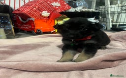 German Shepherd dogs for sale: Lovely GSD puppies  - Advert 11