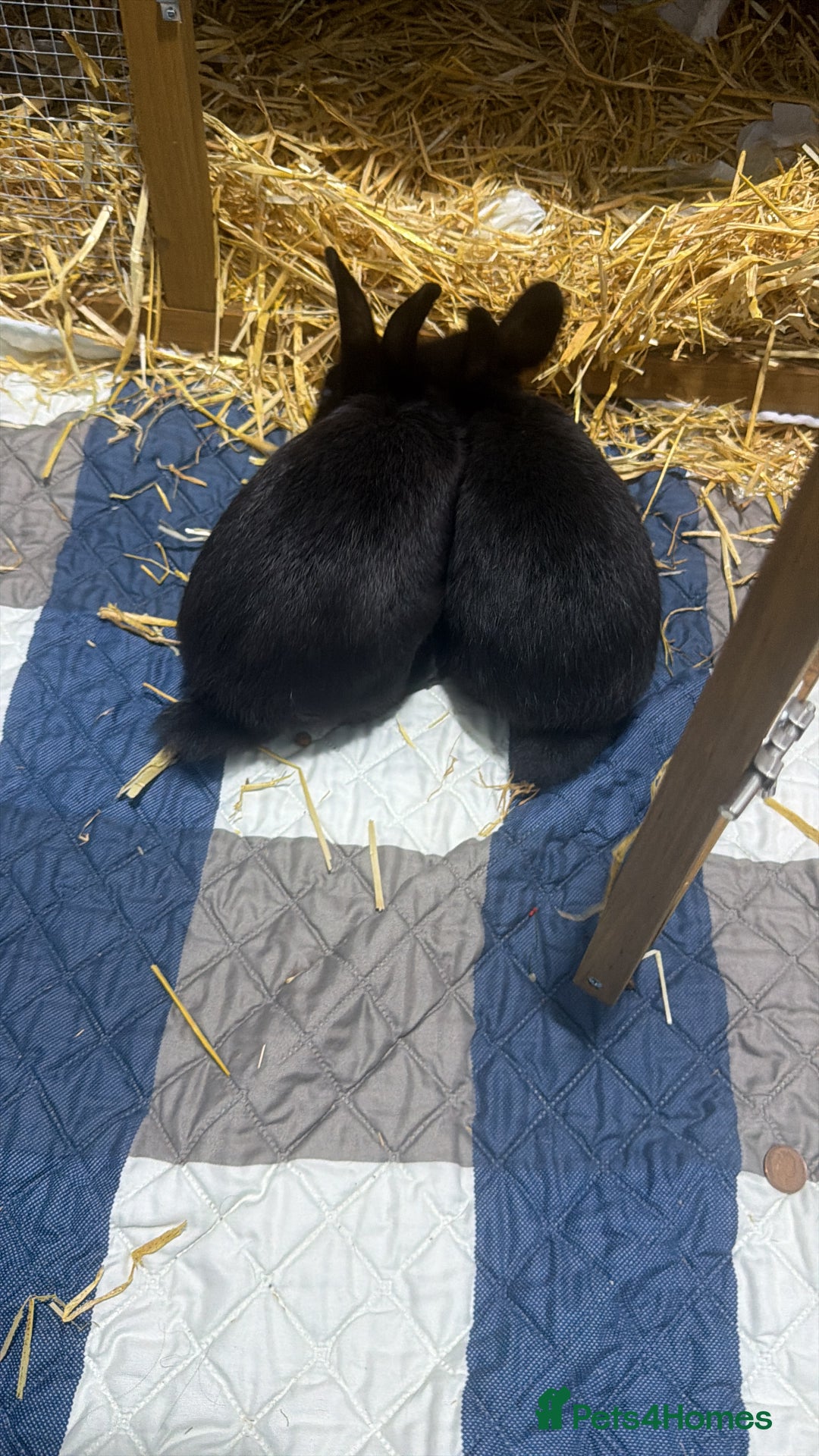 Mixed Breed rabbits for sale: Rabbits for Sale - Advert 2