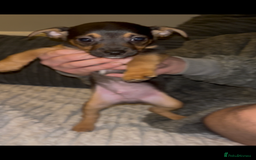 Jack Russell dogs for sale: Jack Russell’s  - Advert 15