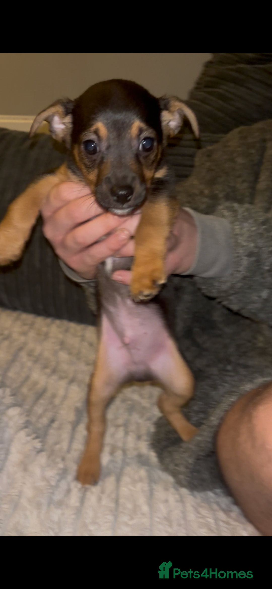 Jack Russell dogs for sale: Jack Russell’s  - Advert 15