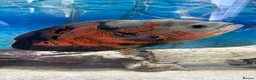 Cichlids fish for sale: Beautiful Oscar pair and 1 rusty pleco - Advert 2