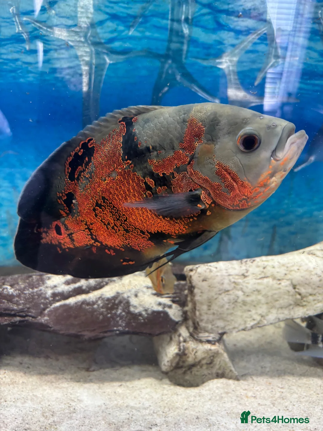 Cichlids fish for sale: Beautiful Oscar pair and 1 rusty pleco - Advert 2