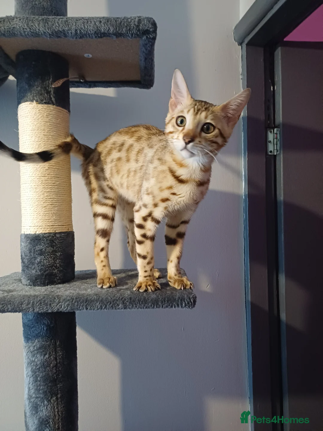 Bengal cats for sale: Sweet bengal kitten - Advert 1