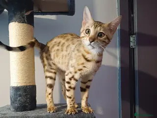 Bengal cats Sweet bengal kitten - Advert 1