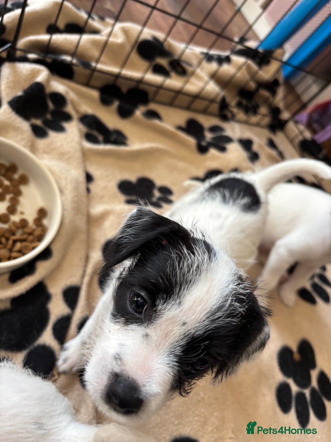 Mixed Breed dogs for sale: Border terrier x Patterdale terrier   - Image 7
