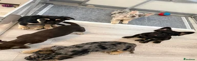 French Bulldog 2