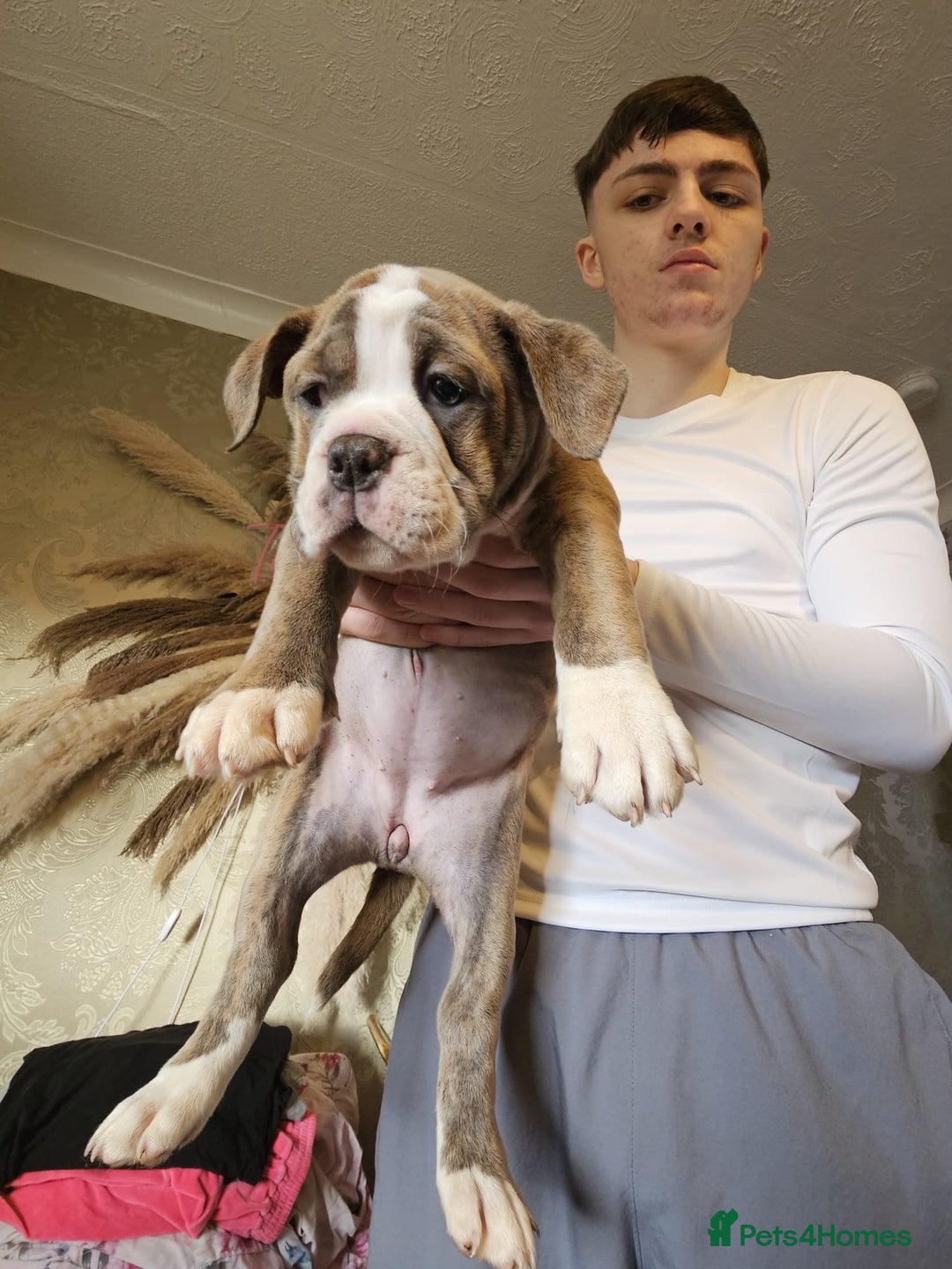 Olde English Bulldogge dogs for sale: Olde English bulldog pups - Advert 8