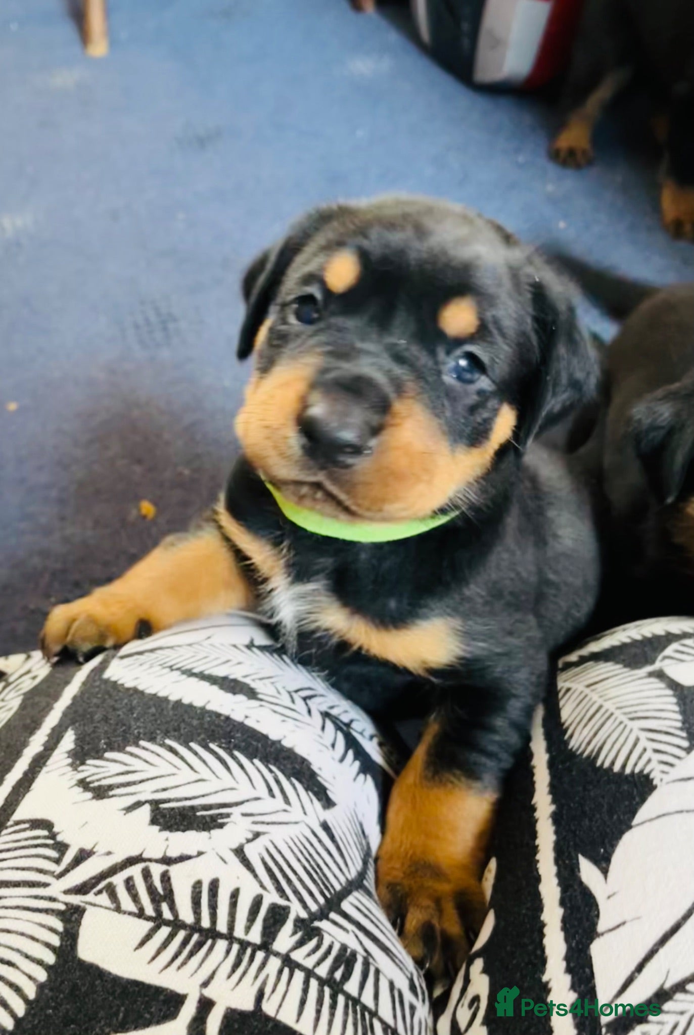 Mixed Breed dogs Rottweiler Doberman mix - Advert 2