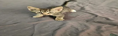 Domestic Shorthair 1