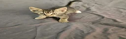 Domestic Shorthair cats for sale: Domestic Shorthair cats in London - Advert 3