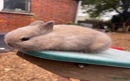 Netherland Dwarf rabbits for sale: Rare Colours Netherland Dwarfs - Image 9