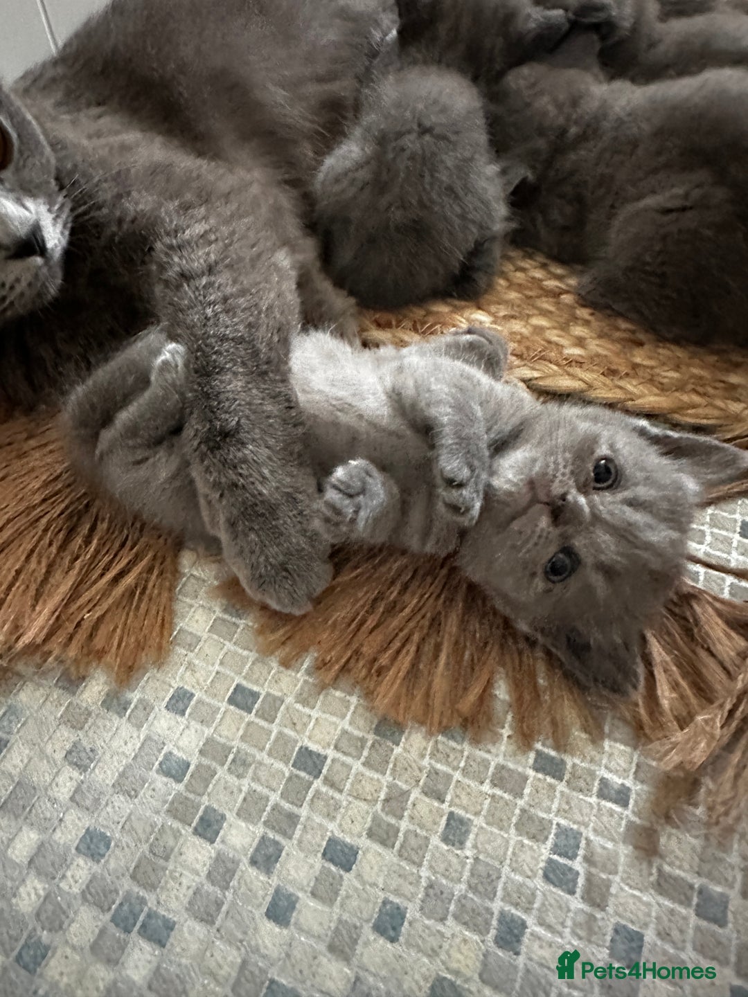 British Shorthair cats for sale: British blue short hair x Scottish fold ears - Image 12