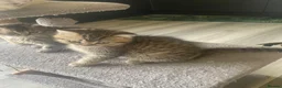 Selkirk Rex cats for sale: Selkirkrex babies - Advert 16