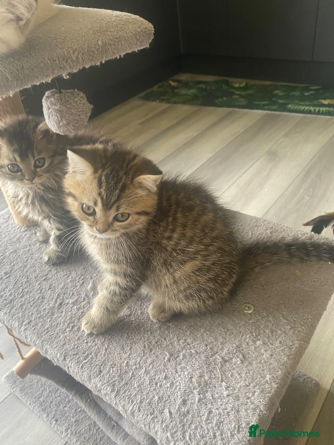 Selkirk Rex cats for sale: Selkirkrex babies - Advert 16