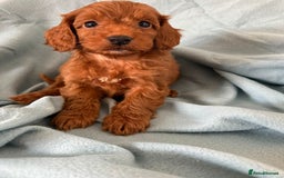 Cockapoo dogs for sale: Beautiful fox red cockapoo - Image 26