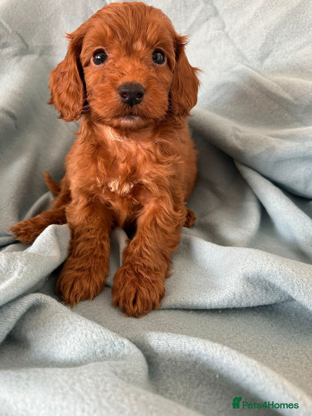 Cockapoo dogs for sale: Beautiful fox red cockapoo - Image 26