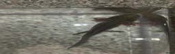 Other/Mixed Breed fish for sale: 3 Mixed Axolotls in Warrington - Advert 2