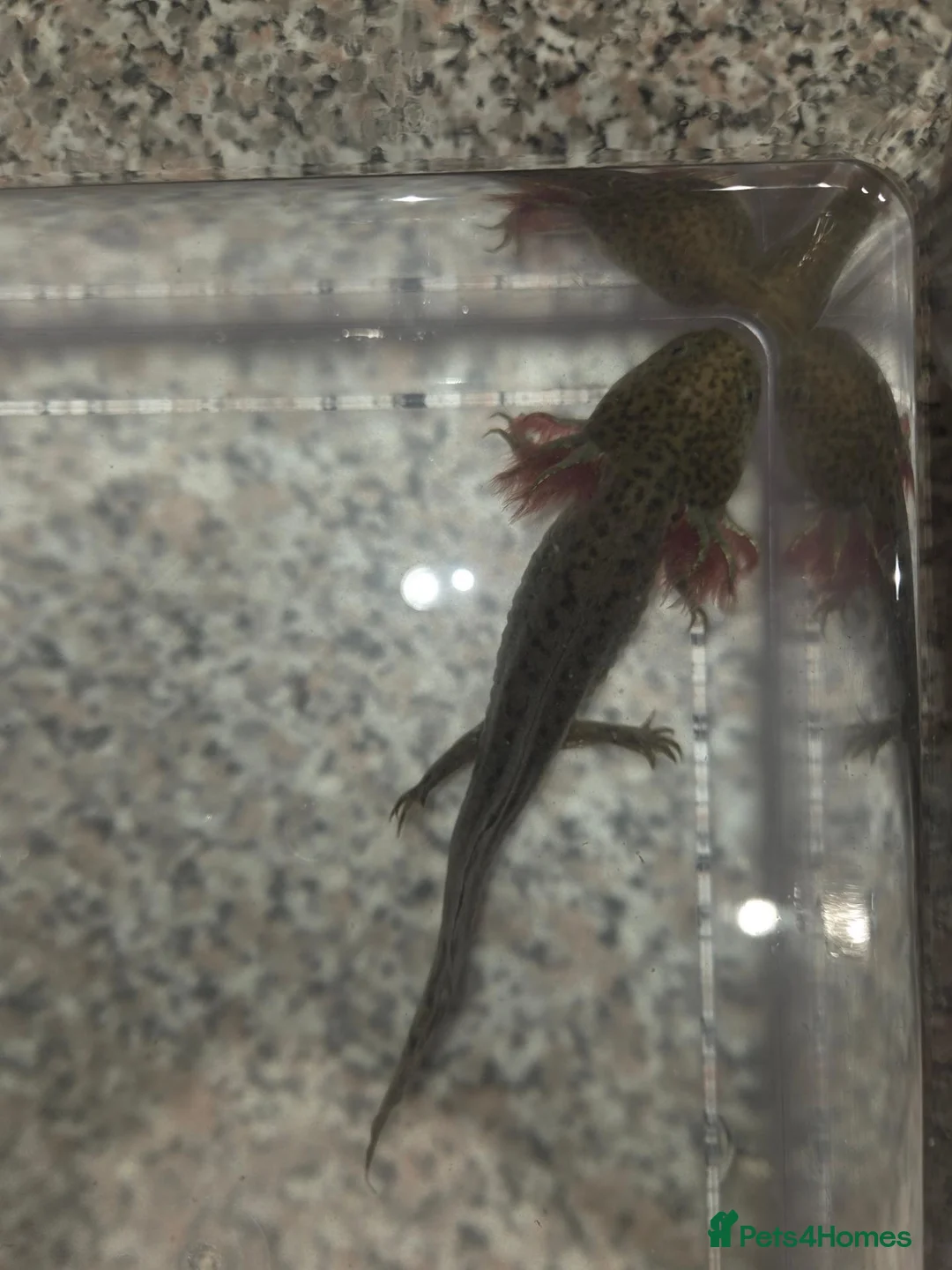 Other/Mixed Breed fish for sale: 3 Mixed Axolotls in Warrington - Advert 2