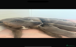 Staffordshire Bull Terrier dogs for sale: Last puppy needing a new home… - Image 11