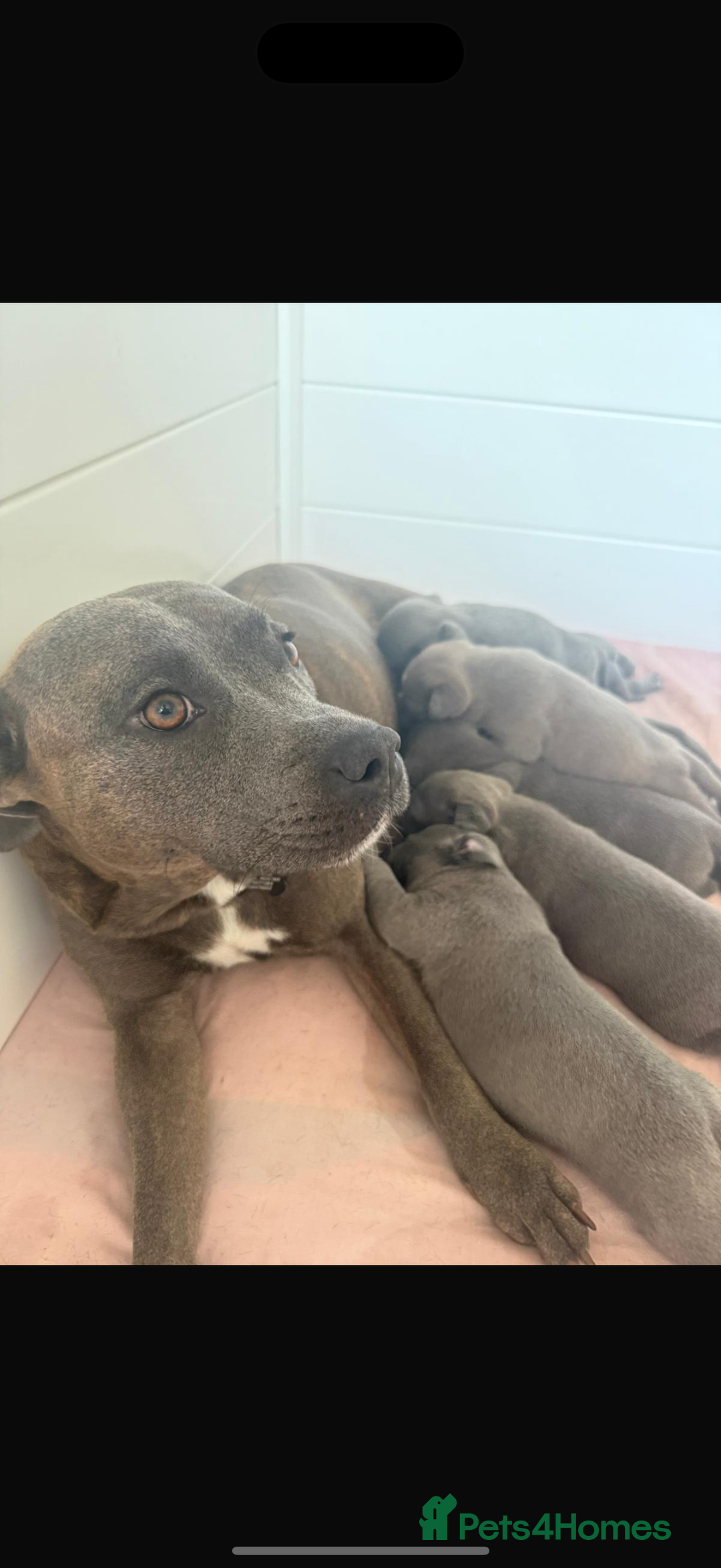 Staffordshire Bull Terrier dogs for sale: Last puppy needing a new home… - Image 11