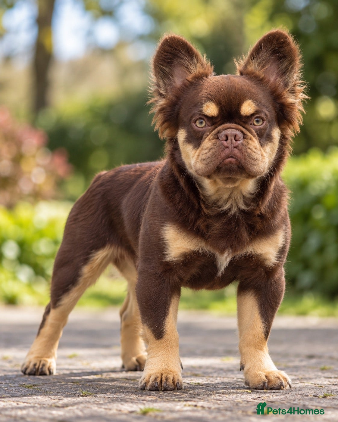 French Bulldog dogs Super Fluffy, Teddy Bear ! - Advert 13