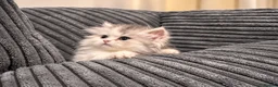 Napoleon cats for sale: Purebred Silver & White Short-Legged Minuet Girl  - Advert 2