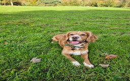 Cocker Spaniel dogs for sale: Beautiful cocker spaniel puppies - Advert 11